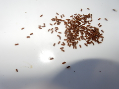 Tropicus pusillus