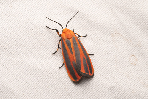 Scarlet-winged Lichen Moth photo 6