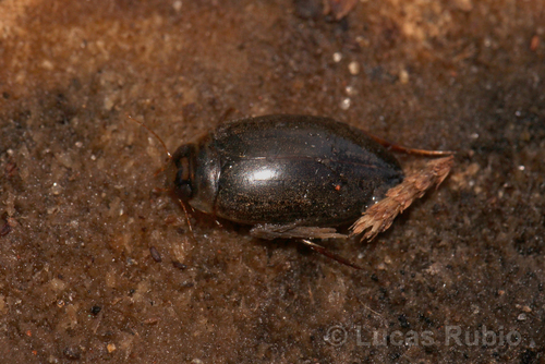 Rhantus signatus