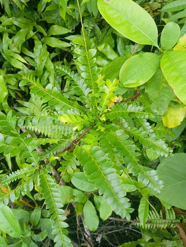 Phyllanthus buxifolius observed 2024-06-26