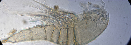 Halophytophilus