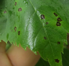 Paracercosporidium microsorum