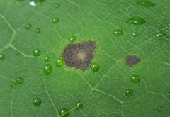 Paracercosporidium microsorum