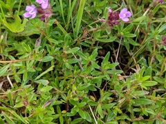 Serpyllum