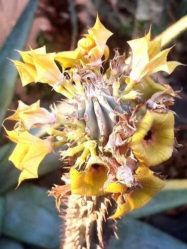 Image of Hoodia parviflora by (c) Noeleen du Toit, some rights reserved (CC BY-SA)