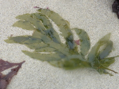 Desmarestia ligulata