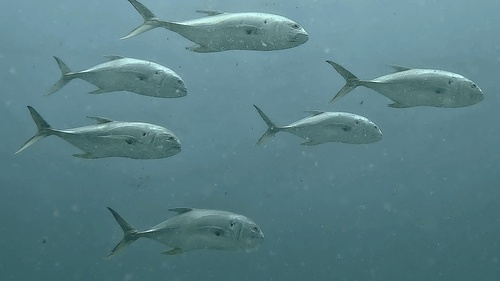 Atlantic Crevalle Jack