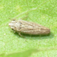 Amphigonalia severini