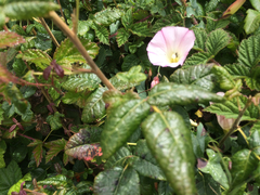 Calystegia purpurata