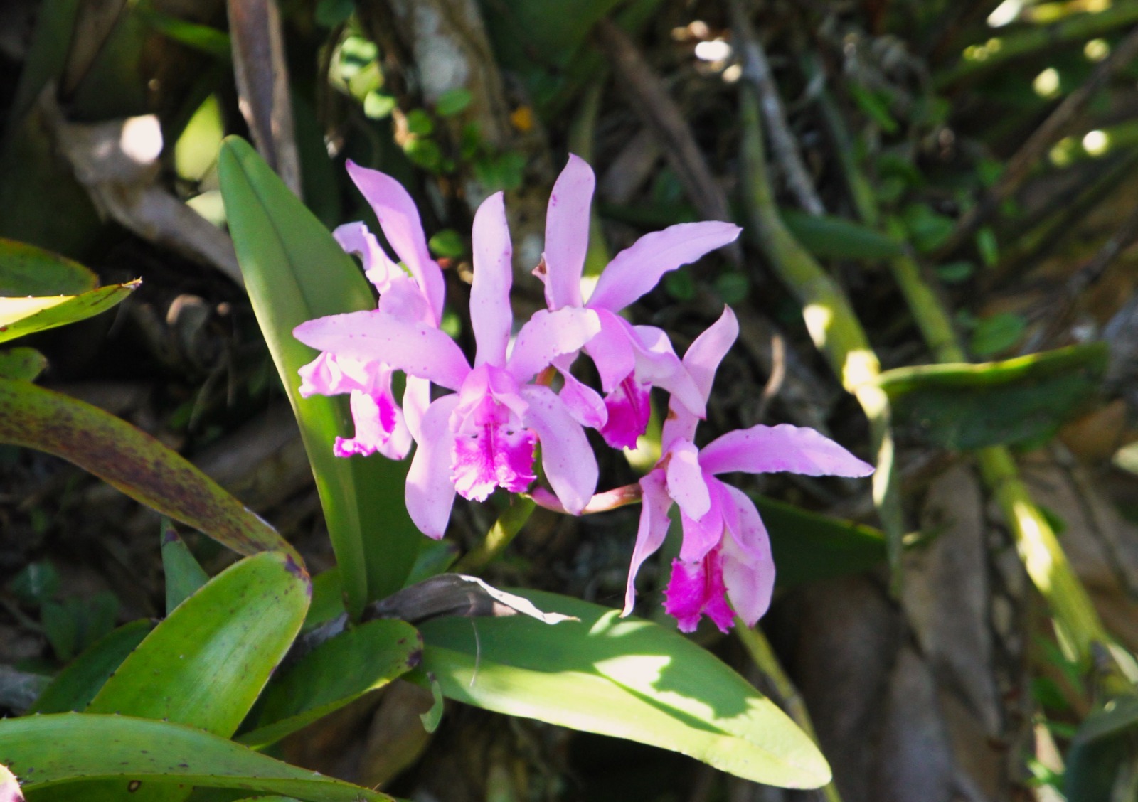 Imagem de Orquídea