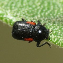 Cryptocephalus pinicolus