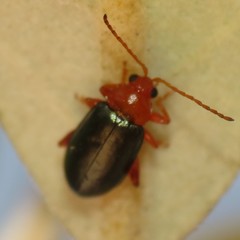 Hemiphrynus intermedius