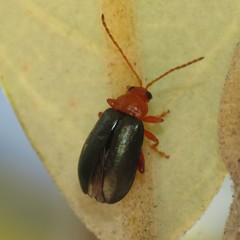 Hemiphrynus intermedius
