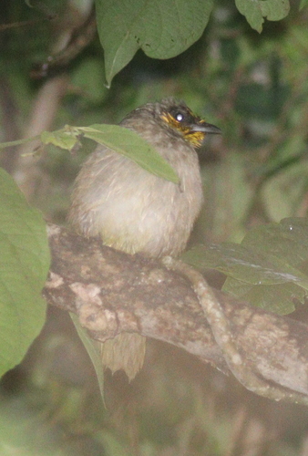Stripe-throated Bulbul (Pycnonotus finlaysoni), photo 6