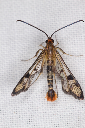 Synanthedon acerni