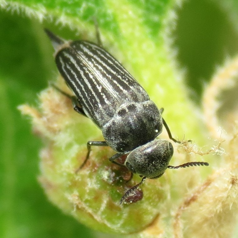 Hoshihananomia perlineata
