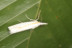 Crambus girardellus