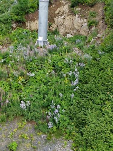 Image of Campanula lactiflora by (c) Виктория Билоус, some rights reserved (CC BY)
