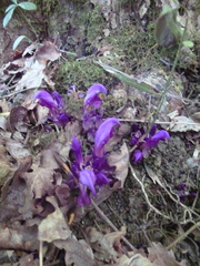 Lathraea clandestina