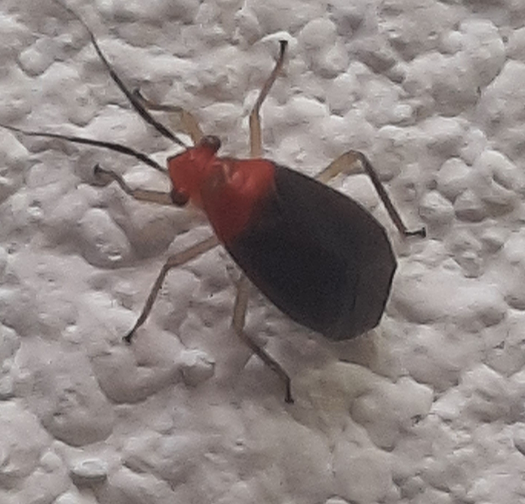 Laterospinocoris cyaneipennis