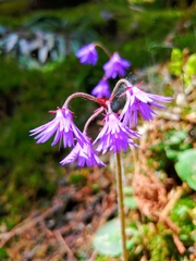 Soldanella montana
