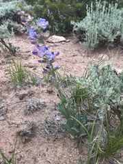 Penstemon lentus
