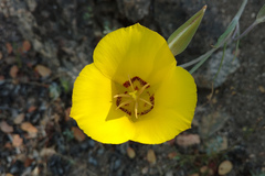 Calochortus concolor