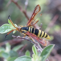 Synanthedon arizonensis