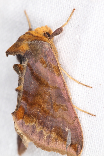Allagrapha aerea