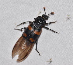 Nicrophorus sayi