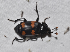 Nicrophorus sayi