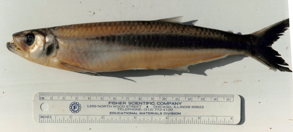Ansjovis-zalm (Agoniates anchovia) — Triportheidae