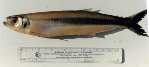 Anchovy tetra (Agoniates anchovia) — Triportheidae