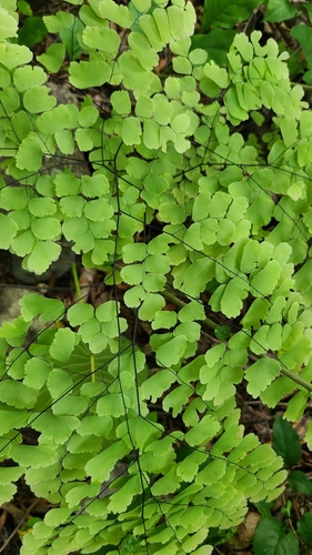 Adiantum amplum (Adiantum amplum)