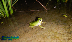 Hyla orientalis