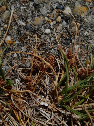 Image of Carex extensa by (c) Andre Hosper, some rights reserved (CC BY)