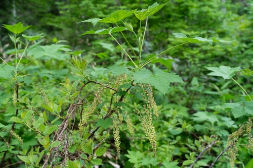 Ribes japonicum