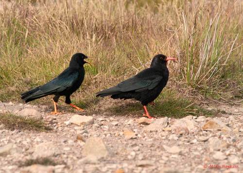 Red-billed Chough