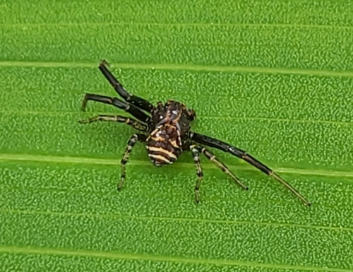 crab spiders