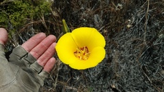 Calochortus concolor