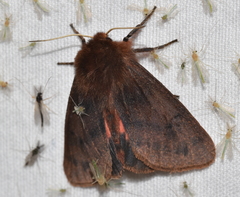 Phragmatobia assimilans