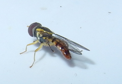 Toxomerus geminatus