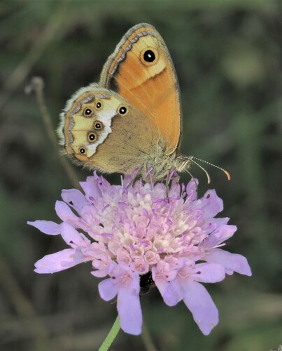 Coenonympha dorus