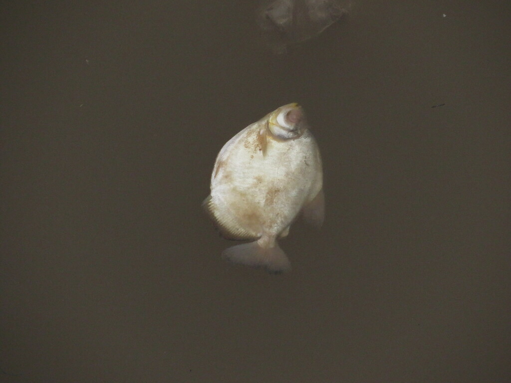Silver Mylossoma (Mylossoma duriventre)