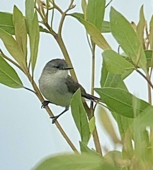 River Tyrannulet photo 3