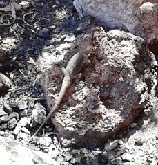 Liolaemus austromendocinus