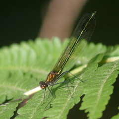 Calopteryx amata