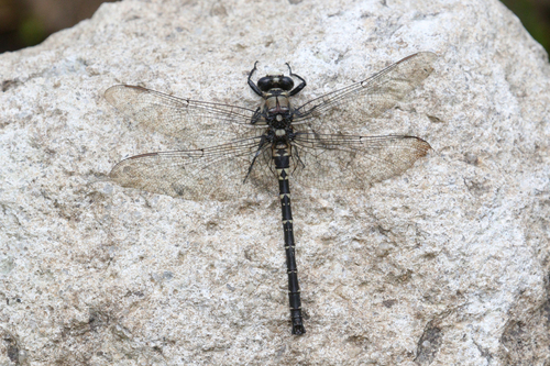 Tanypteryx pryeri