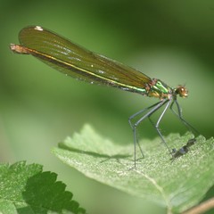 Calopteryx amata