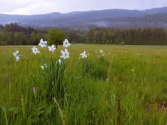 Narcissus poeticus